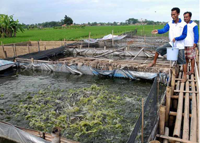 Tentang Budidaya Ikan Lele Pak Kardi di Desa Cikidang, Cilongok